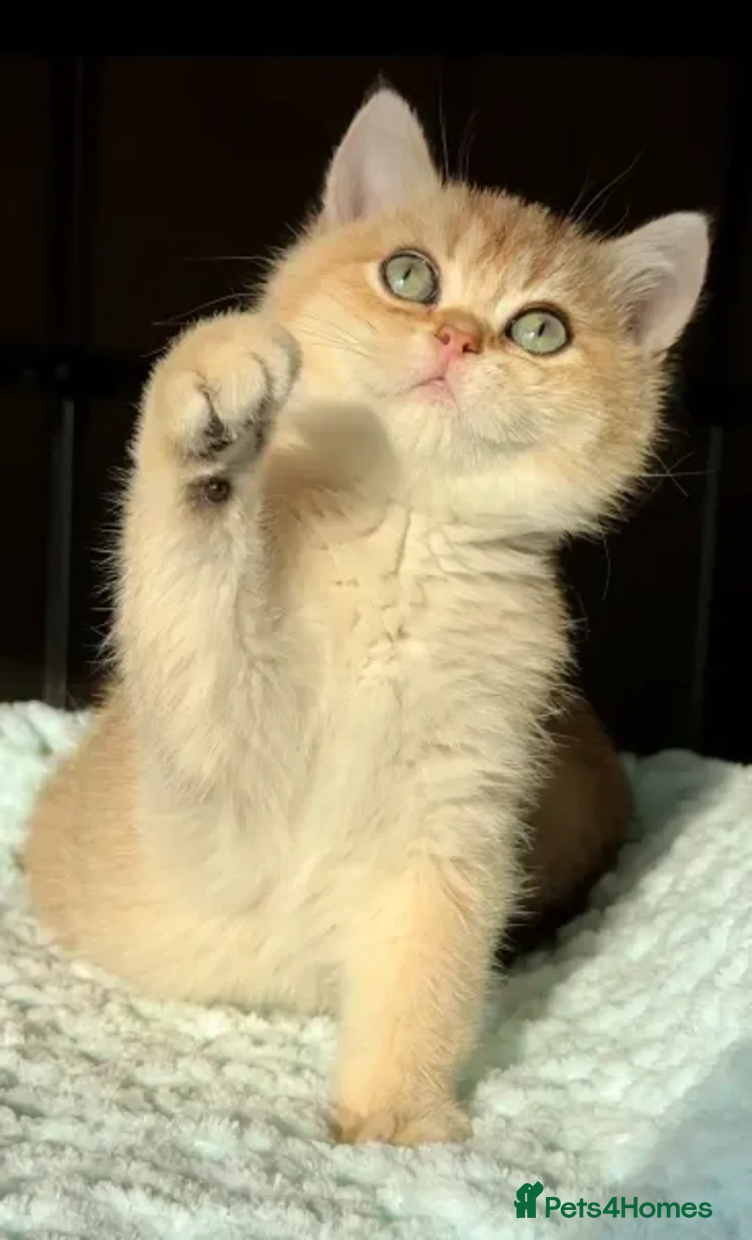 British Shorthair cats for sale: British Shorthair BSH Black Golden Shaded - Advert 2