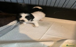Cocker Spaniel dogs for sale: Beautiful cocker spaniels  - Image 2