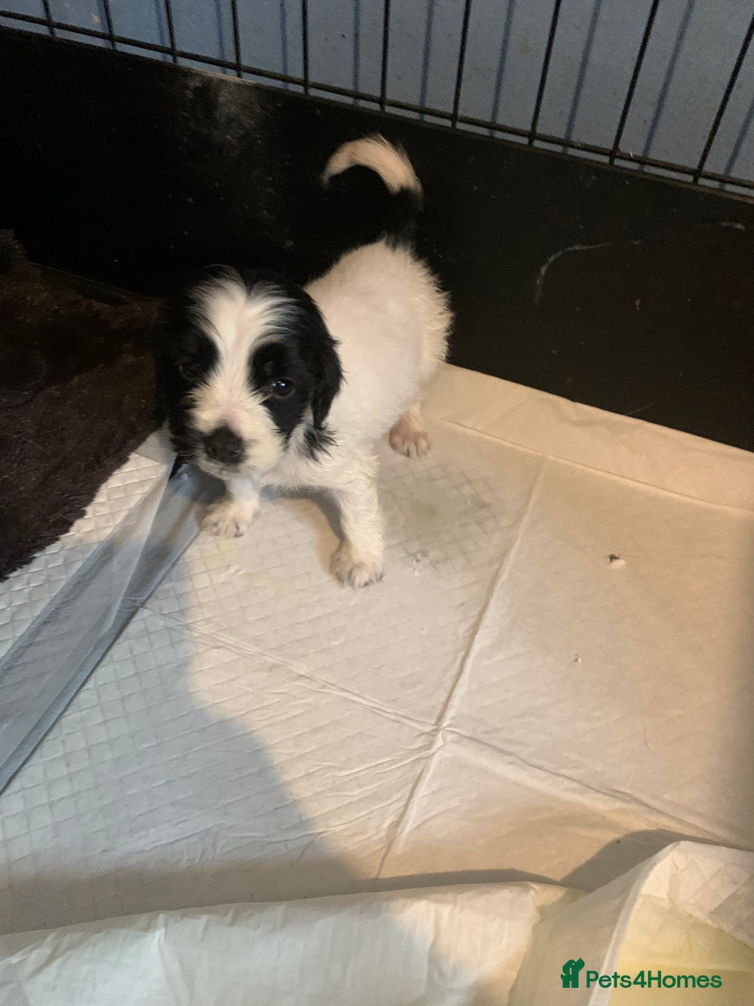Cocker Spaniel dogs for sale: Beautiful cocker spaniels  - Image 2