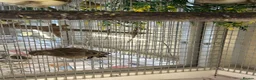 Canaries birds for sale: FIFE CANARY'S - Advert 7