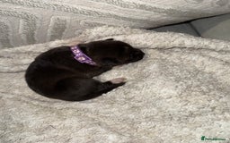 Mixed Breed dogs for sale: Cane corso mix Akita  - Image 24