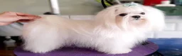 Maltipoo dogs for sale: Korean Maltipoo F1b puppies  - Advert 8