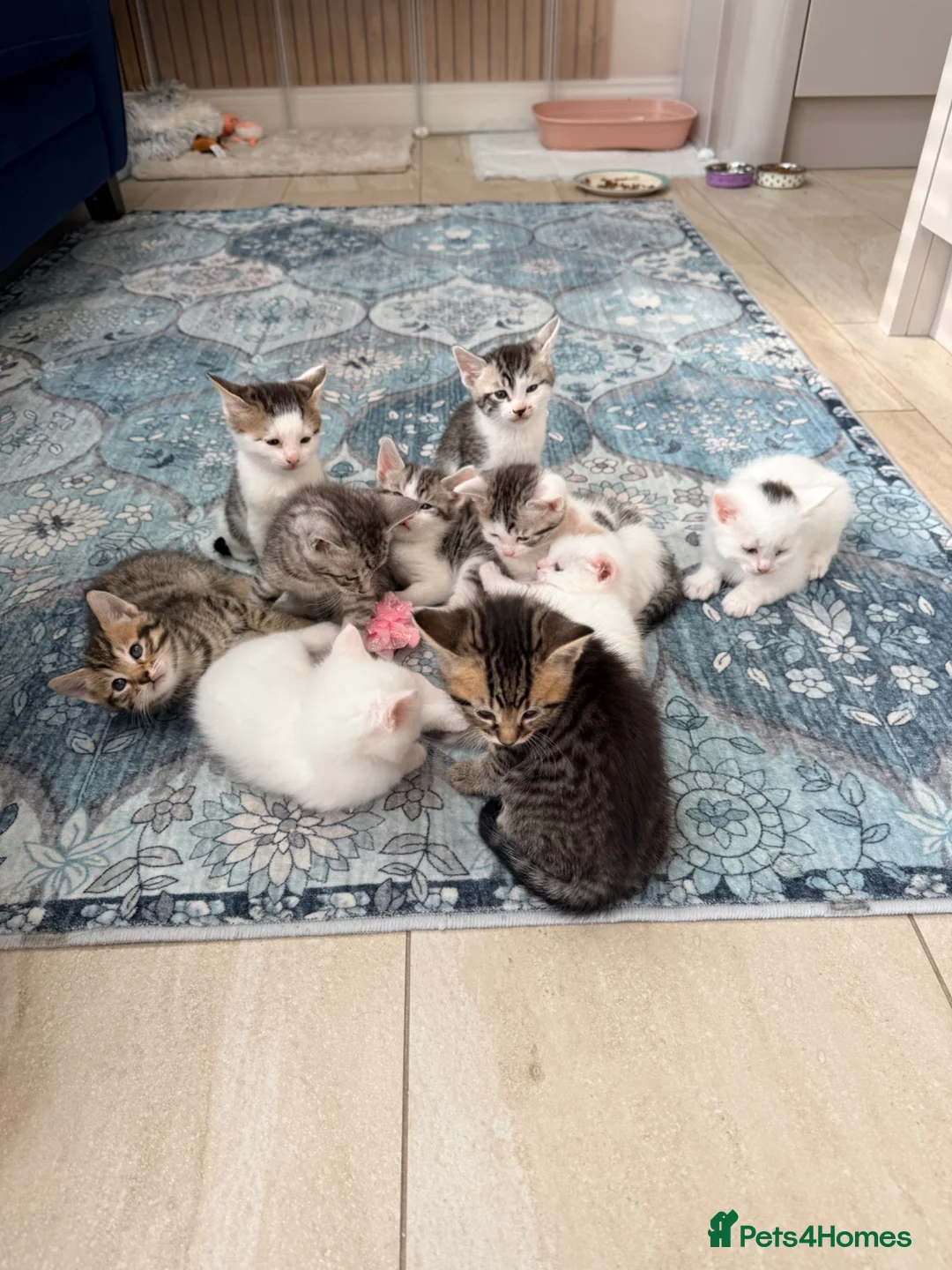 Bengal cats for sale:  Bengal x kittens  in Bristol - Advert 1