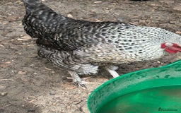 Chickens poultry for sale: 2 chickens for sale  - Image 6