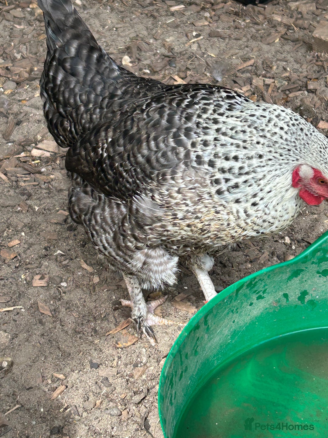 Chickens poultry for sale: 2 chickens for sale  - Image 6