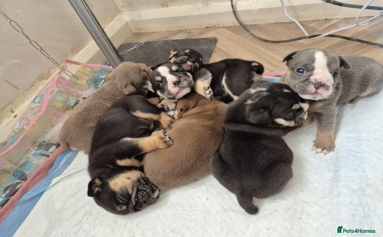 English Bulldog dogs - Advert 1