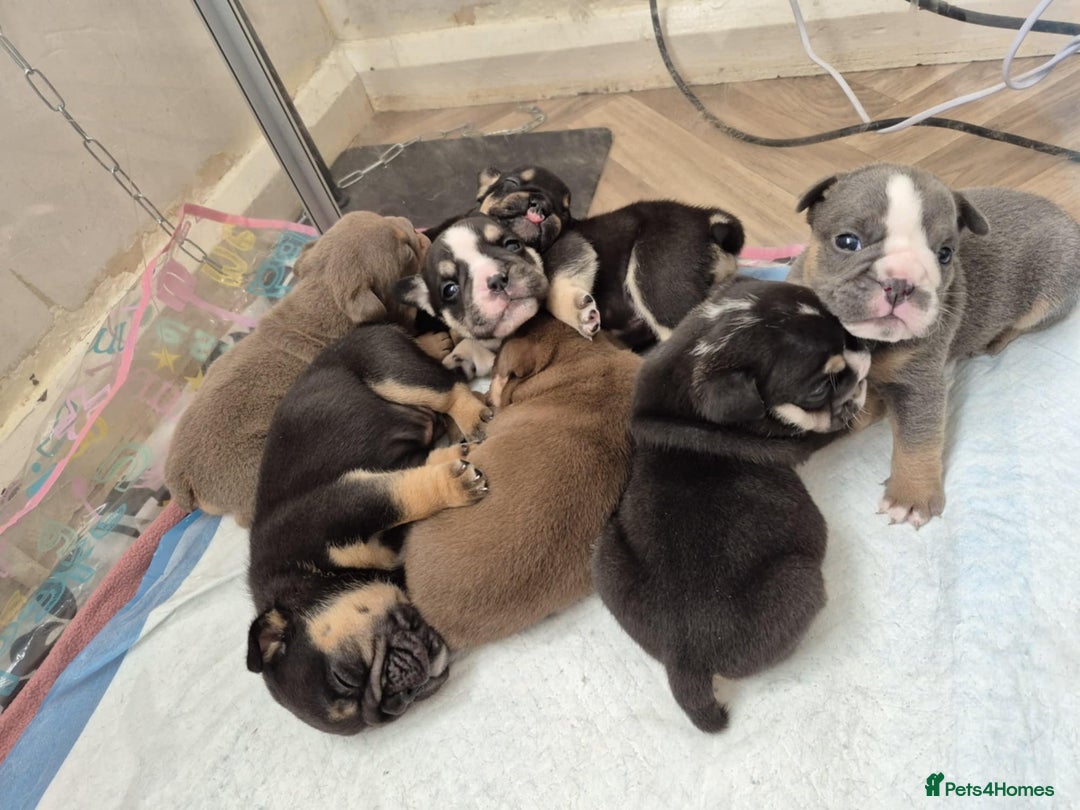 English Bulldog dogs for sale: English bulldogs! SERIOUS DNA  - Image 1