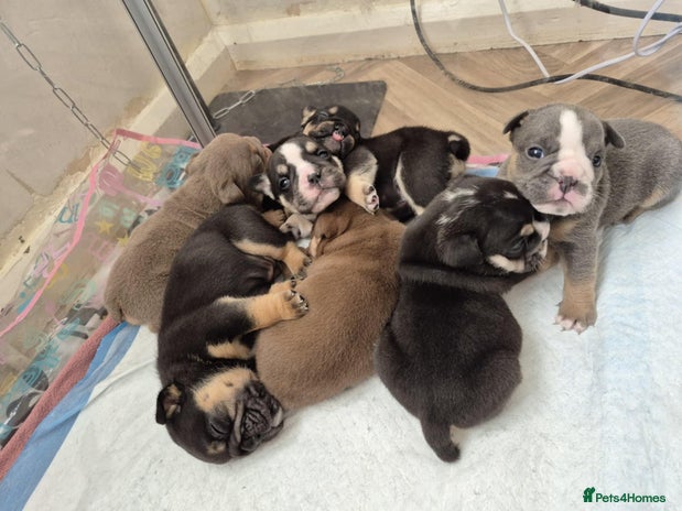 English Bulldog dogs - Advert 1