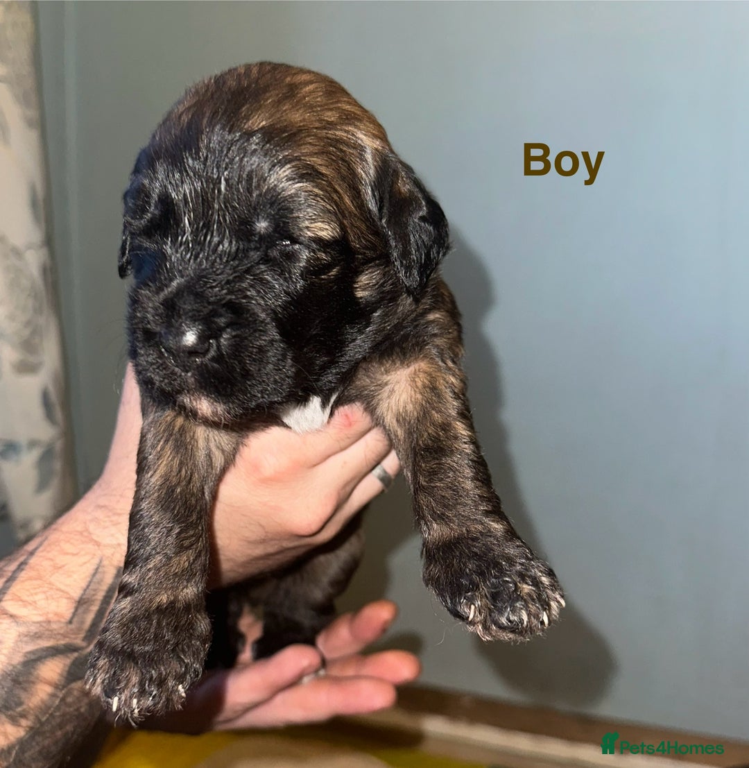 Mixed Breed dogs for sale: F1 Saint Berdoodles - Image 7