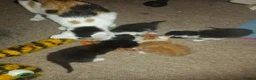 Mixed Breed cats for sale: 5 Beautiful Female Kittens - Advert 12