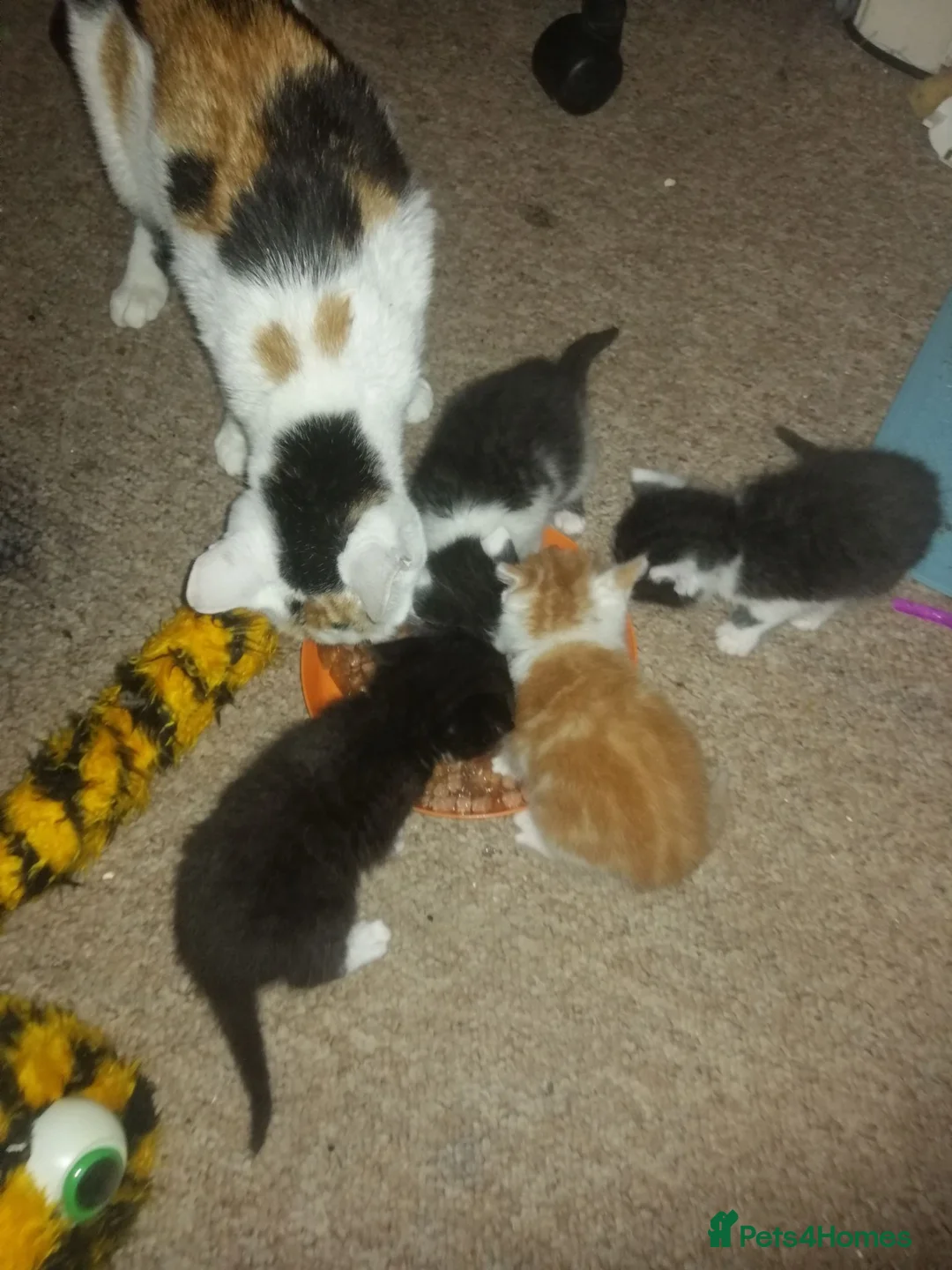 Mixed Breed cats for sale: 2 Beautiful Female Kittens  **   in Wigan - Advert 2