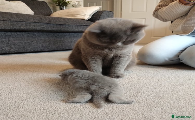 British Shorthair cats - Advert 16