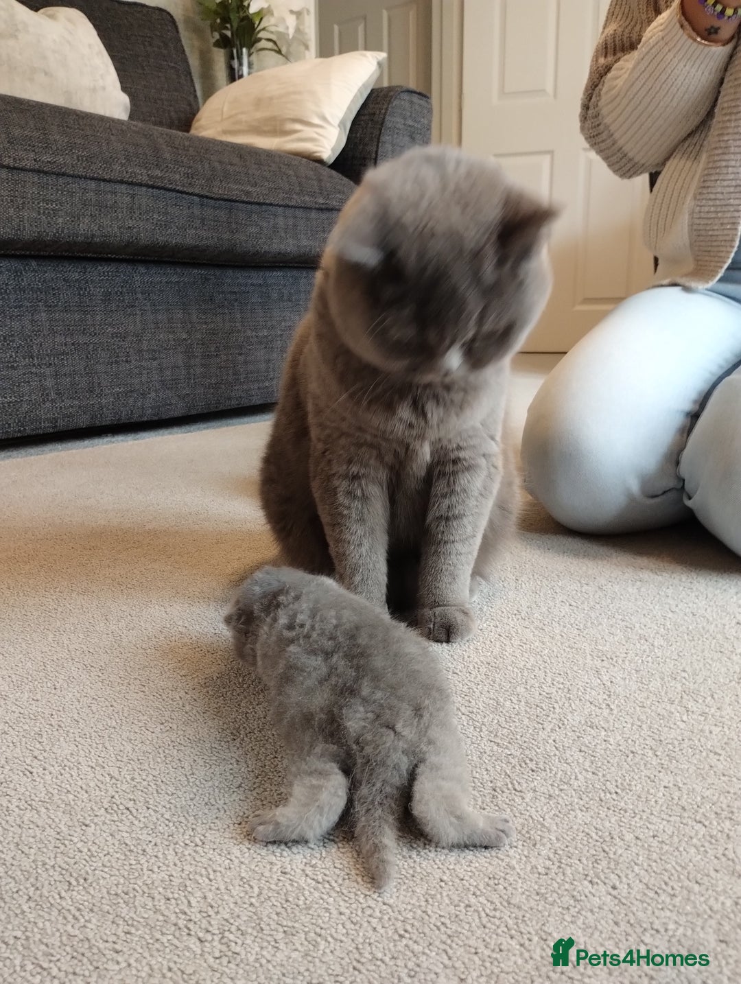 British Shorthair cats for sale: British shorthair kittens  - Image 1