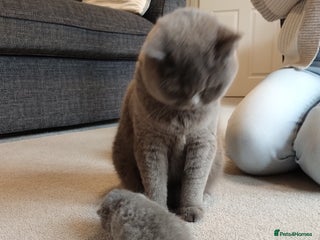 British Shorthair cats - Advert 25