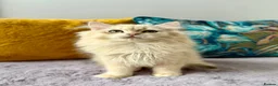 British Longhair cats for sale: Champion lines british longhair kittens - Advert 5