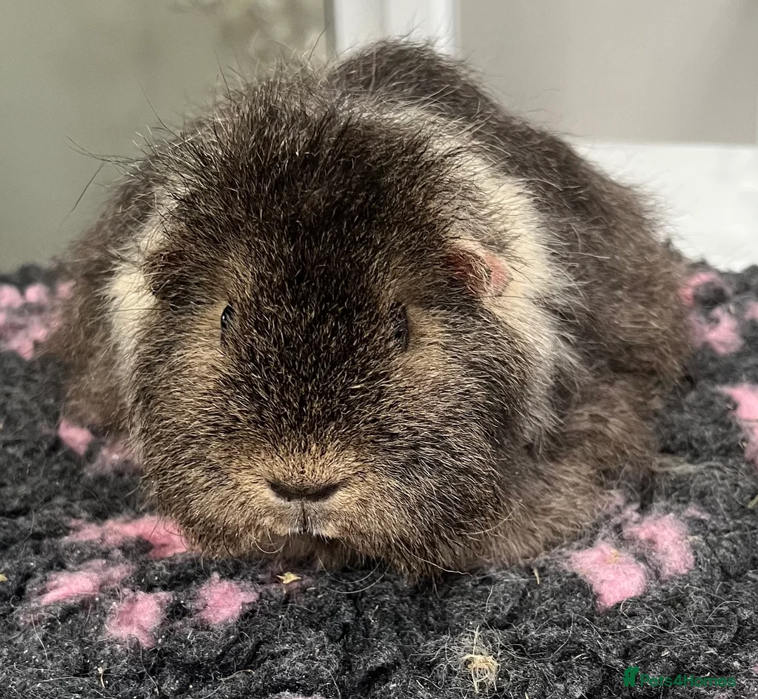 Guinea Pig rodents for sale: Sheltie (silky), coronet, Texel, Merino guinea pig - Advert 5