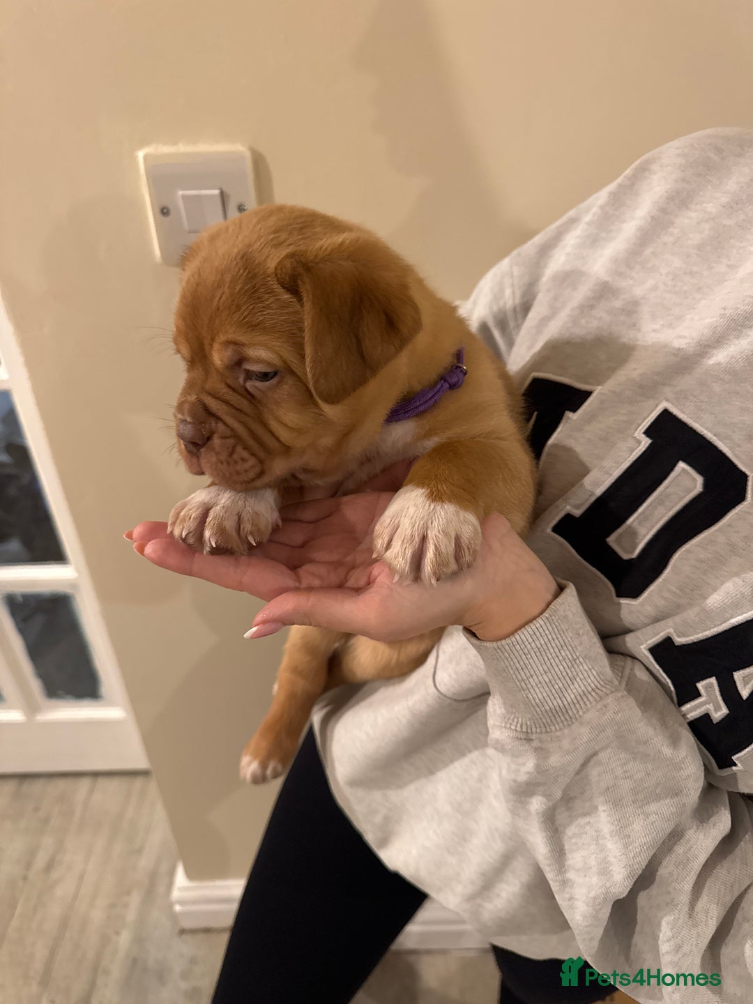 Dogue De Bordeaux dogs for sale: Dogue de Bordeaux pups for sale - Advert 4