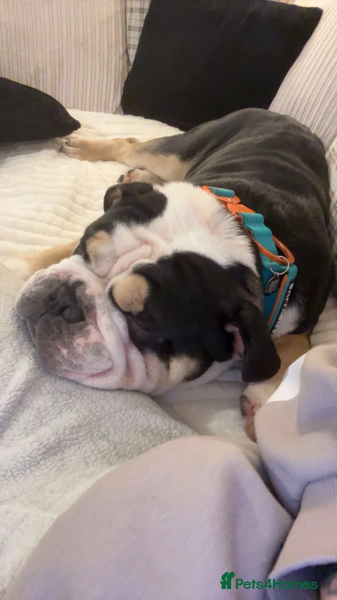 Olde English Bulldogge dogs for sale: Enzo - Olde English Bulldog - Advert 6