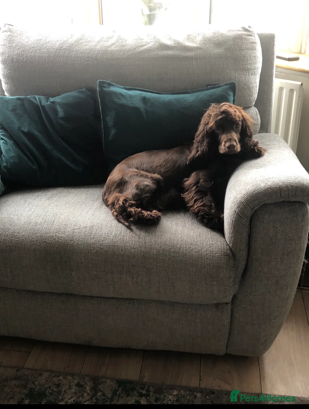 Cocker Spaniel dogs for sale: Beautiful Cocker Spaniel puppies  in Sheffield - Advert 2