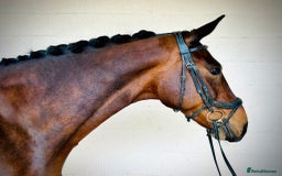 Irish Sports horses for sale: UNCOMPLICATED happy hacker / seasoned hunter  - Image 1