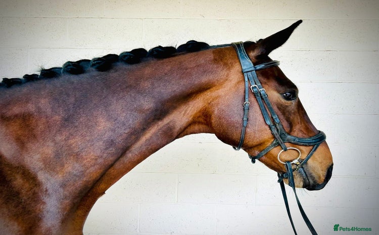 Irish Sports horses - Advert 1