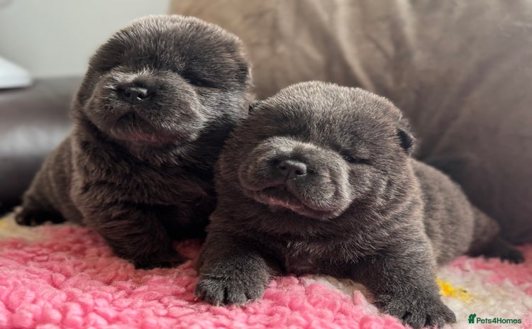 Chow Chow dogs - Advert 1