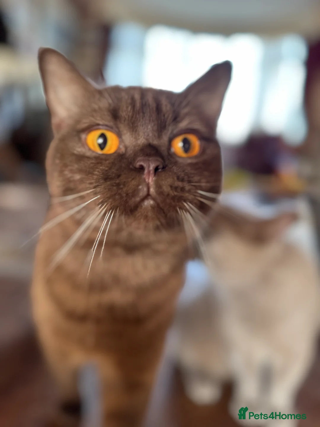 British Shorthair cats for sale: ❤️ Gentle Adult BSH Cats Searching for a Home ❤️ - Advert 11