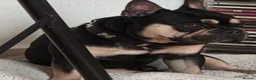 French Bulldog dogs for stud: Full frenchie Valentino  in Feltham - Advert 4