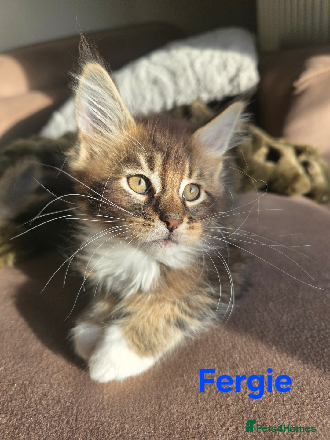 Maine Coon cats for sale: Rare Pure Breed Mainecoon Kitten - Advert 11