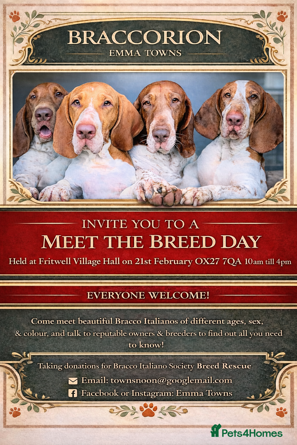 Bracco Italiano dogs Bracco Italiano Meet The Breed Day  - Advert 2