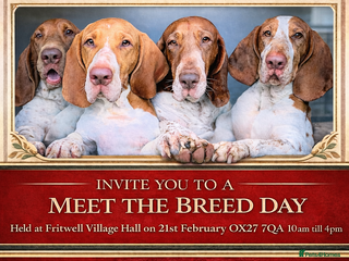 Bracco Italiano dogs Bracco Italiano Meet The Breed Day - Advert 2