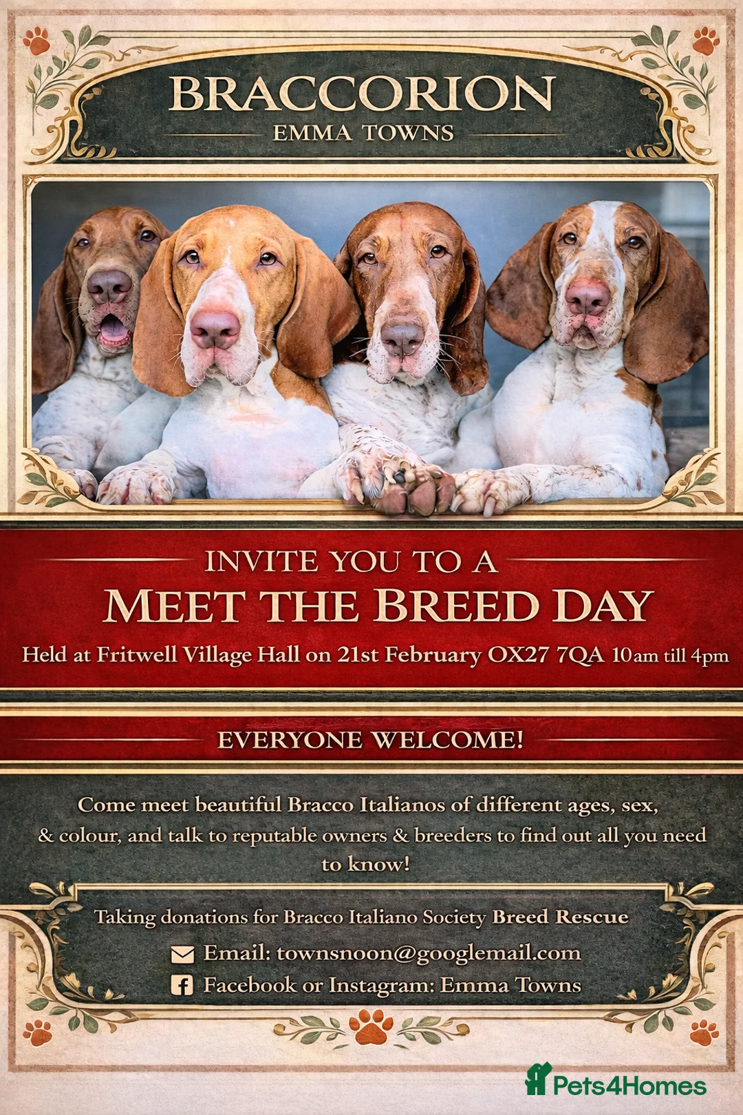 Bracco Italiano dogs for sale: Bracco Italiano Meet The Breed Day  - Advert 1