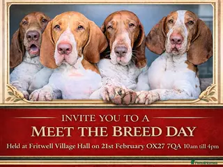 Bracco Italiano dogs Bracco Italiano Meet The Breed Day - Advert 3