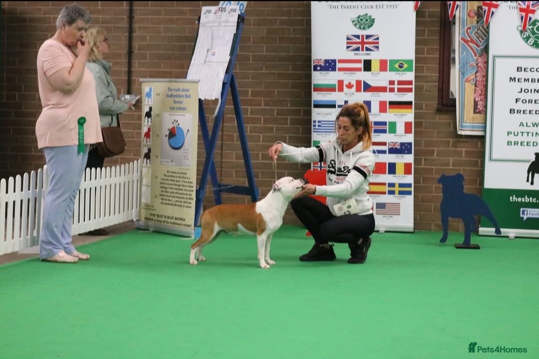 Staffordshire Bull Terrier dogs for sale: Staffordshire bull terrier pups due - Image 10