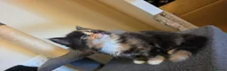 Mixed Breed cats for sale: 3 beautiful kittens - Advert 10