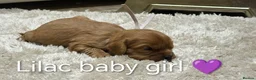 Cavalier King Charles Spaniel dogs for sale: DNA TESTED CAVALIER KING CHARLES  - Advert 24