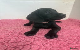 Cockerdor dogs for sale: Gorgeous Cockador Girls - Image 22