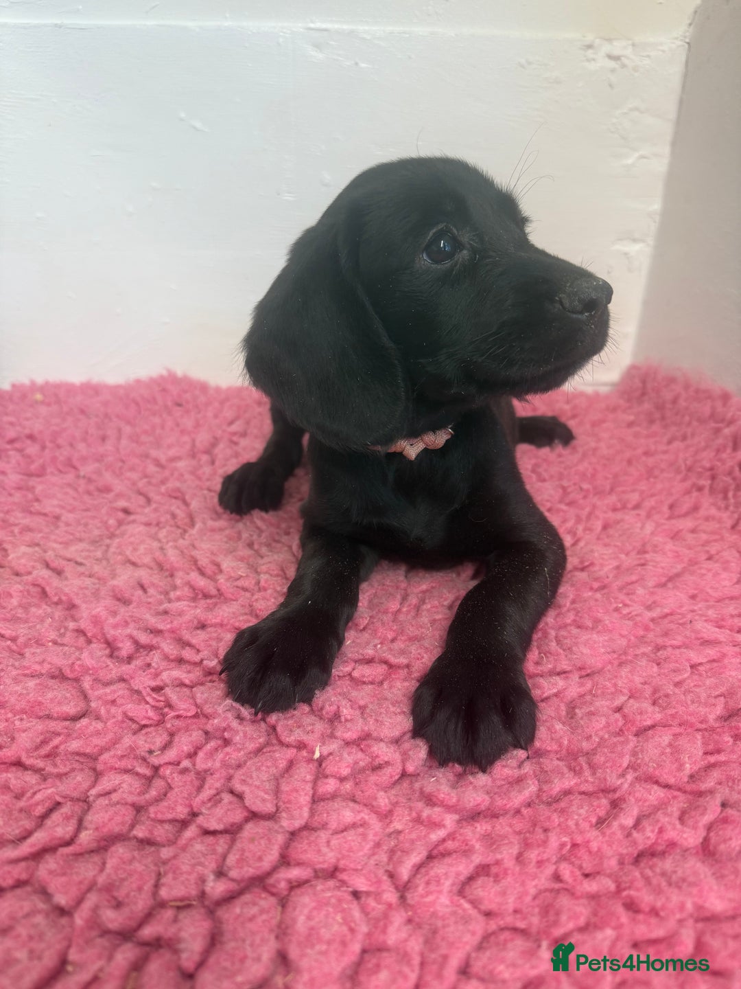 Cockerdor dogs for sale: Gorgeous Cockador Girls - Image 22