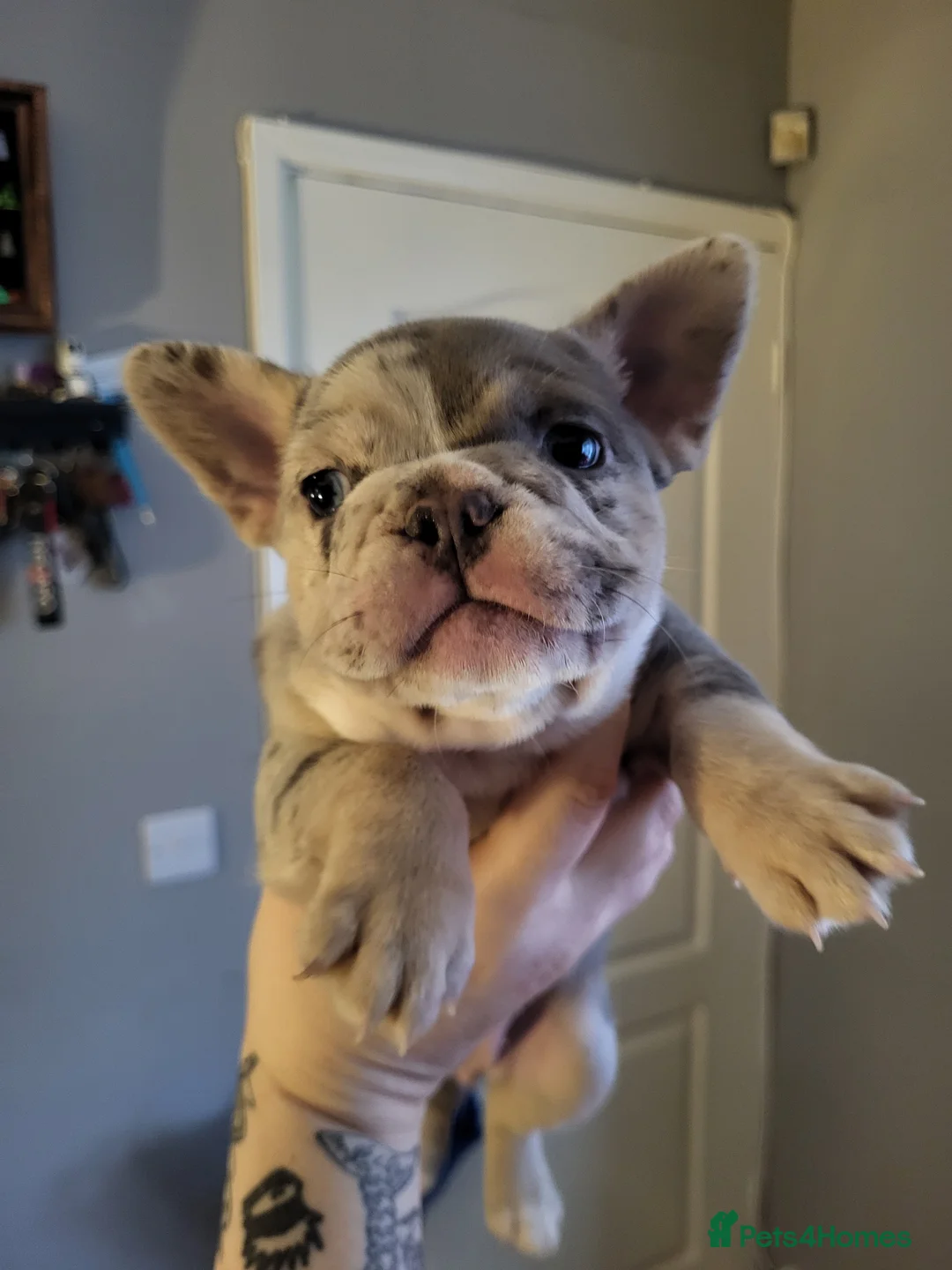 French Bulldog dogs for sale: French Bulldog Puppies - Advert 3