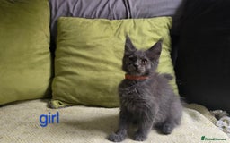 Maine Coon cats for sale: Maine Coon Kittens ready to leave home  - Image 9