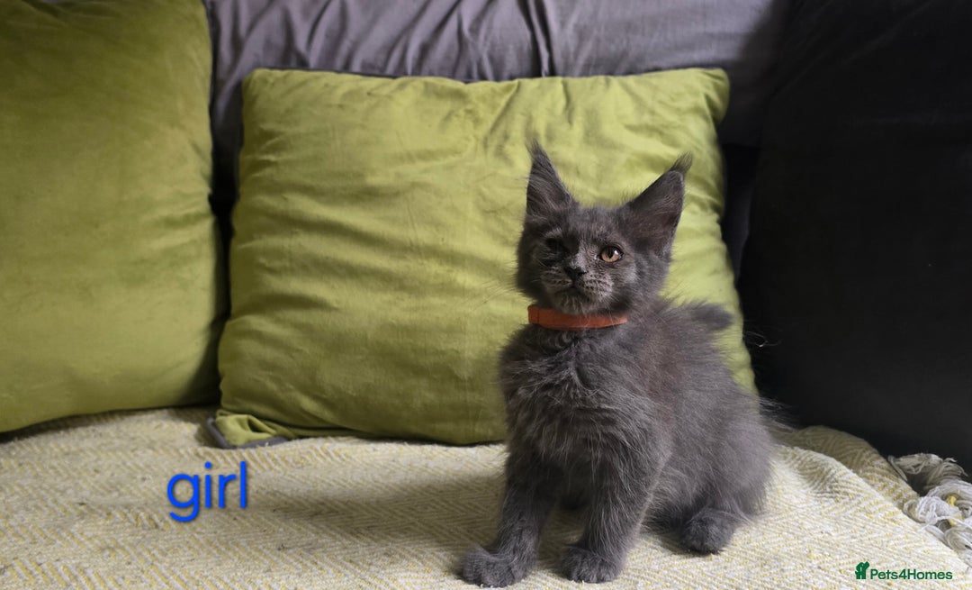 Maine Coon cats for sale: Maine Coon Kittens ready to leave home  - Image 9