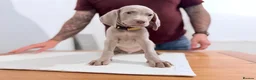 Weimaraner dogs for sale: Gorgeous silver Weimaraner puppies READY SOON !! - Advert 2