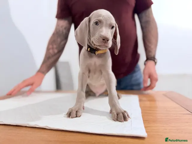 Weimaraner dogs for sale: Gorgeous silver Weimaraner puppies READY SOON !! - Advert 2