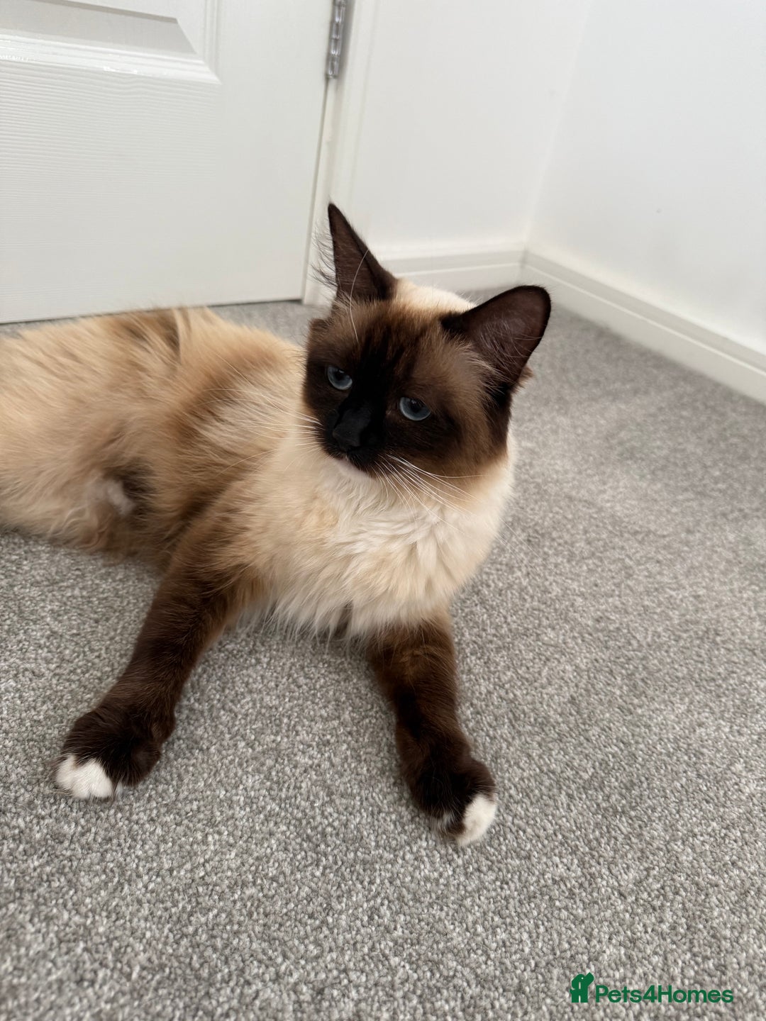 Ragdoll cats for sale: Ragdoll  - Image 1