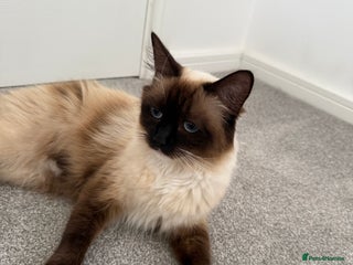 Ragdoll cats - Advert 14