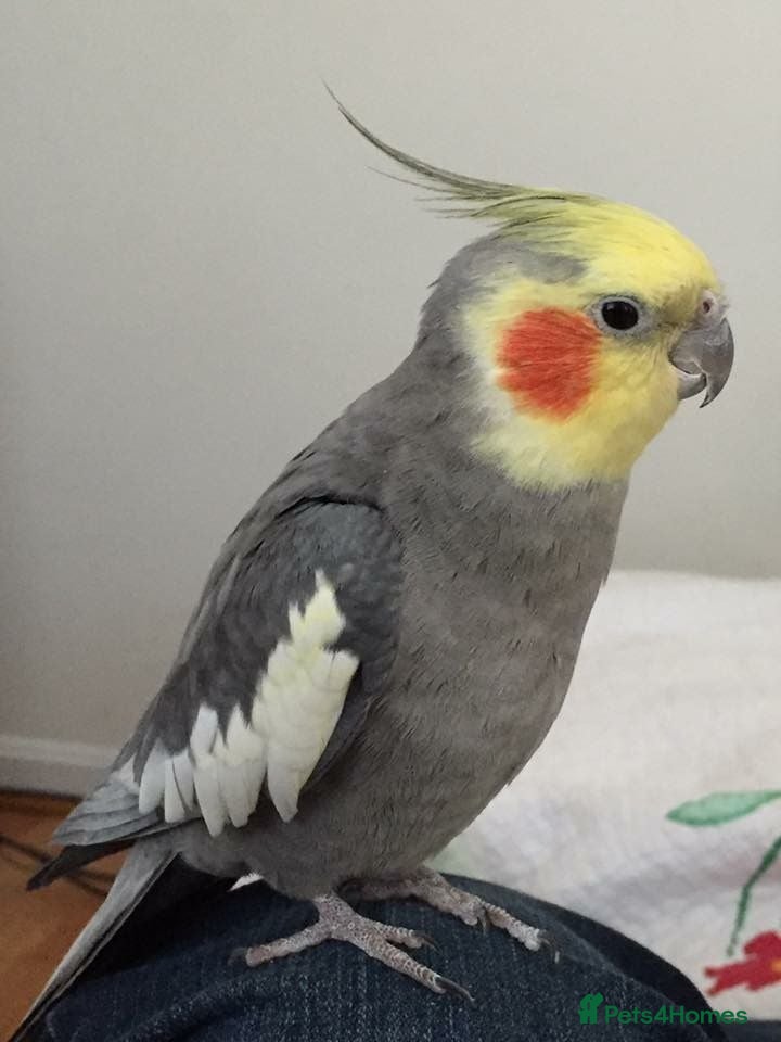 Cockatiels birds Cockatiels 🕊️ | White & Grey Available - Advert 2