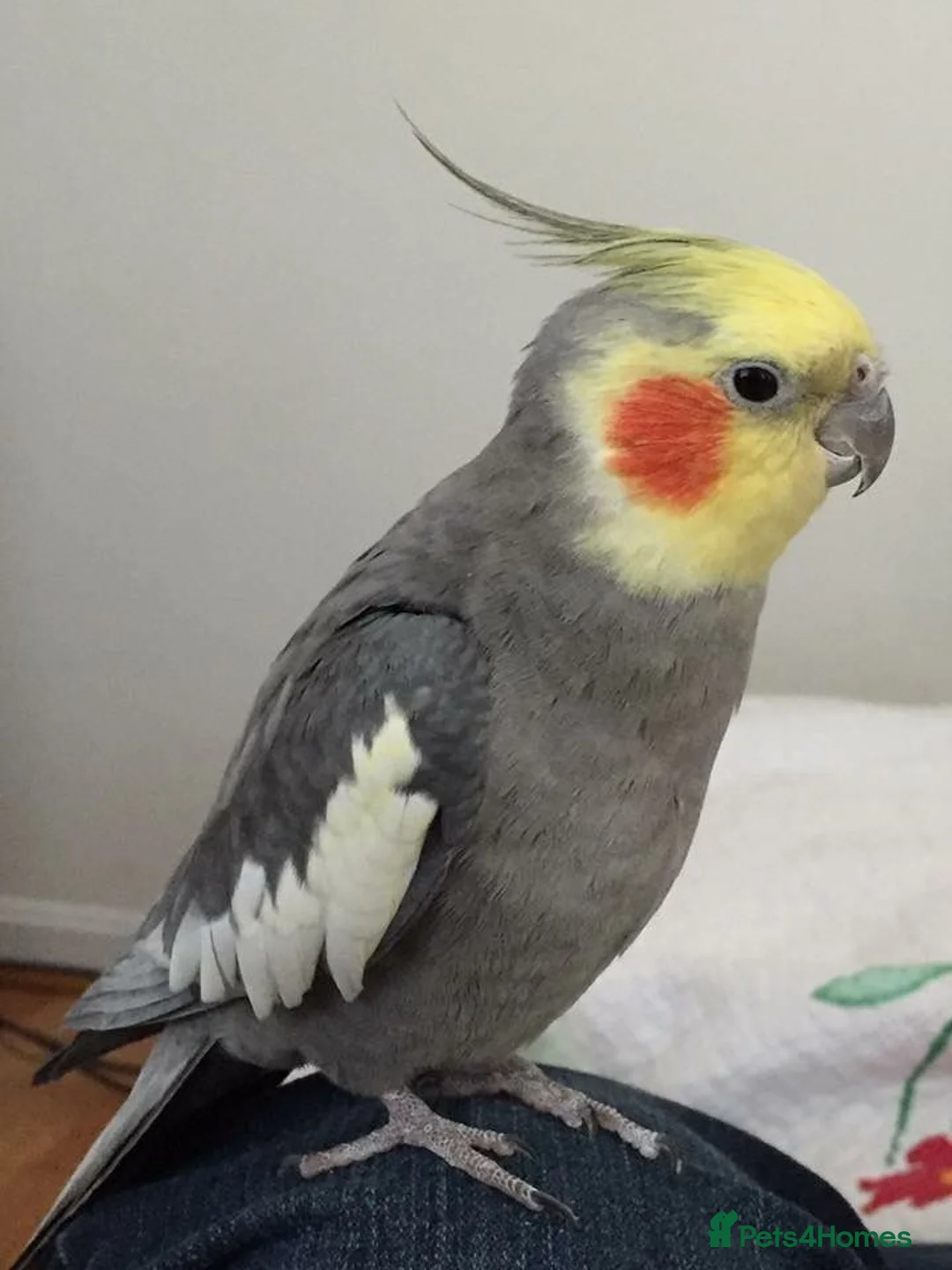 Cockatiels birds for sale: Cockatiels 🕊️ | White & Grey Available - Advert 2