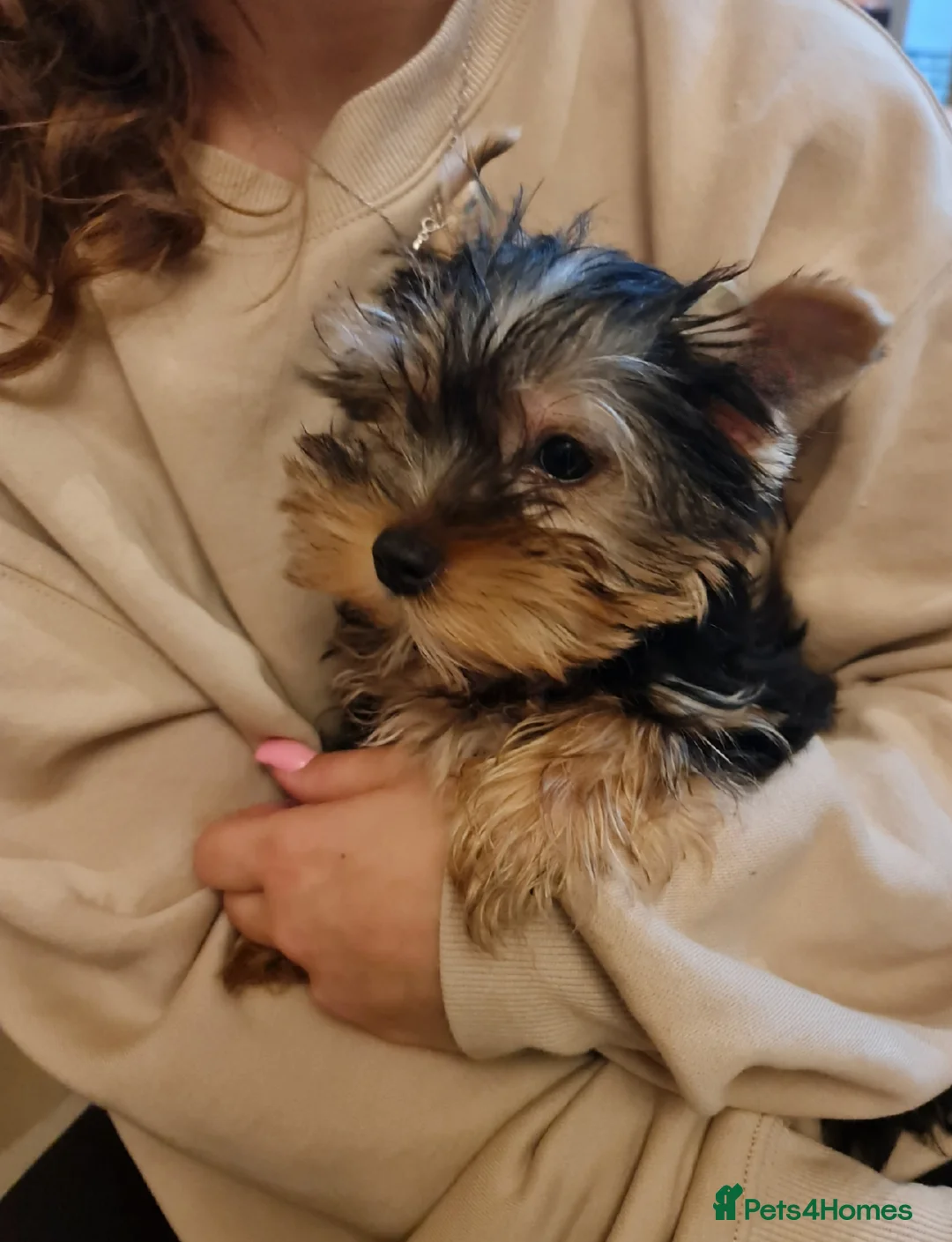 Yorkshire Terrier dogs for sale: Mini Yorkshire Terrier - Advert 2