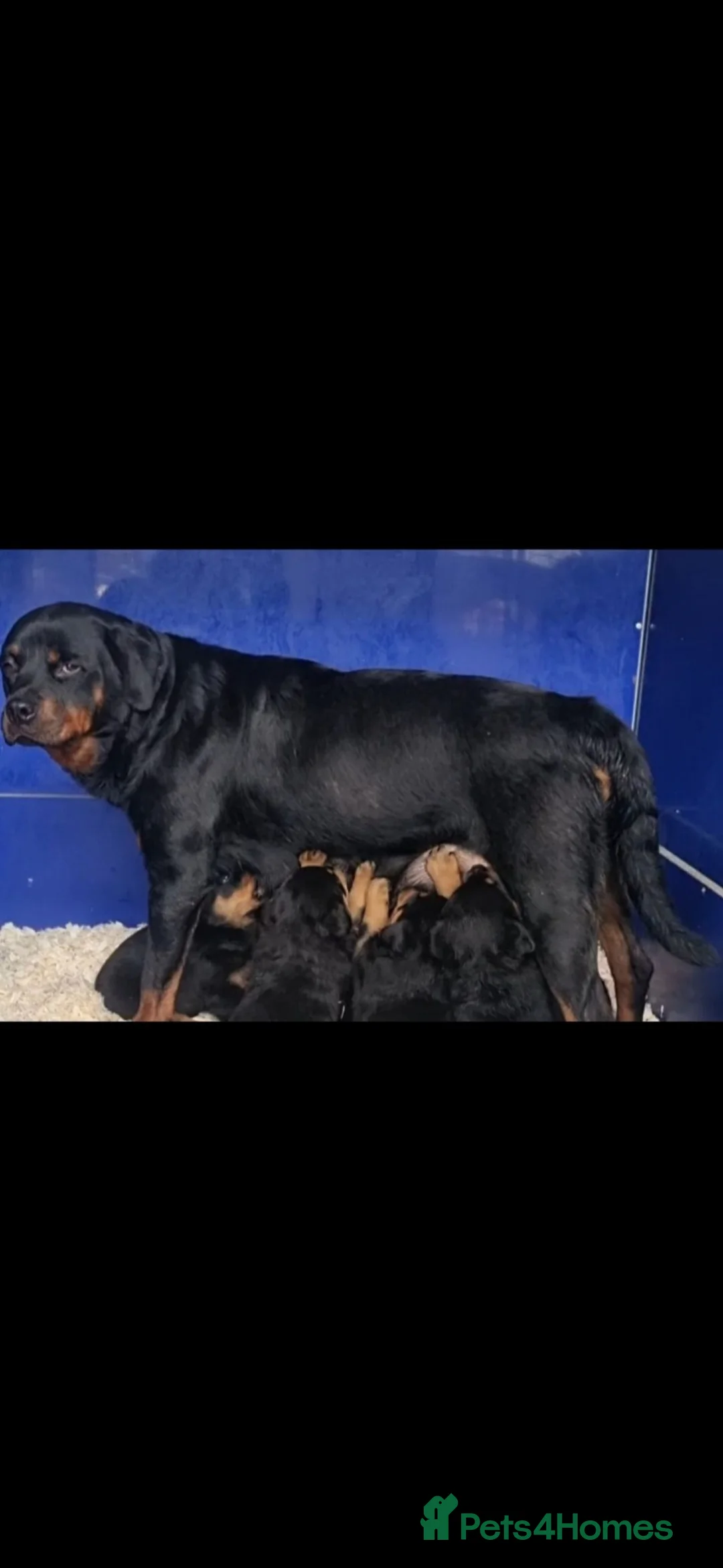 Rottweiler dogs for sale: GORGEOUS ROTTWEILLER PUPPIES - Advert 13