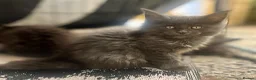 Maine Coon cats for sale: Beautiful Maine Coons from Champion lines  in Saint Agnes - Advert 13